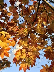 Acer japonicum