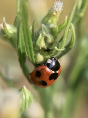 Coccinella septempunctata