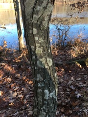 Castanea pumila
