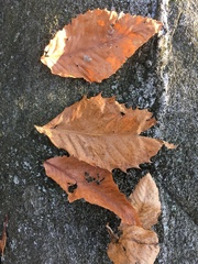 Castanea pumila