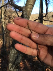 Castanea pumila