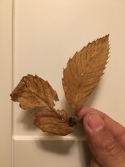 Castanea pumila
