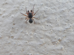 Araneae