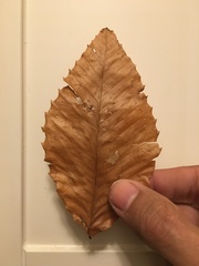 Castanea pumila
