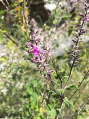 Aloysia macrostachya