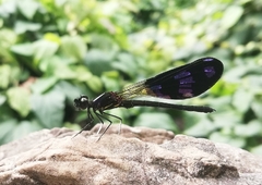 Aristocypha fenestrella