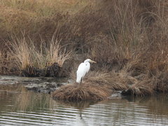 Ardea alba