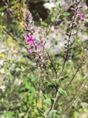Aloysia macrostachya