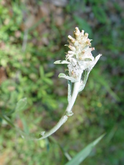 Gamochaeta falcata