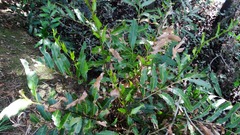 Acrostichum speciosum
