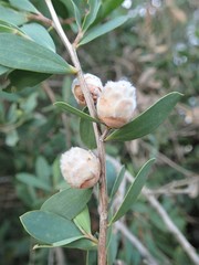 Dasineura tomentosa