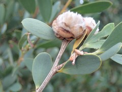 Dasineura tomentosa
