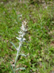 Gamochaeta falcata