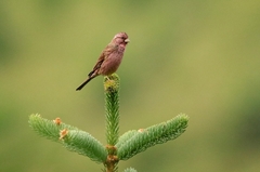 Carpodacus davidianus