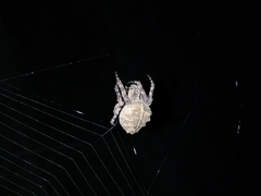 Parawixia audax