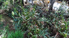 Acrostichum speciosum