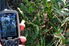 Acrostichum speciosum