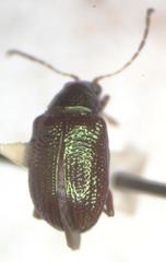Percolaspis