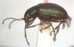 Percolaspis