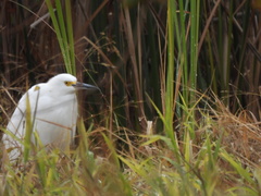 Egretta thula