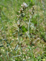 Gamochaeta falcata