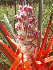 Bromelia balansae