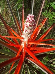 Bromelia balansae
