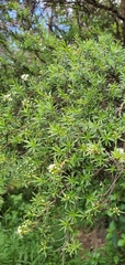 Kunzea linearis