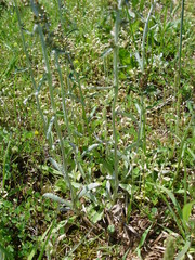 Gamochaeta falcata