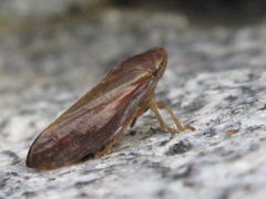 Philaenus nigripectus