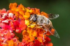 Eristalis tenax