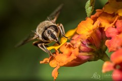 Eristalis tenax