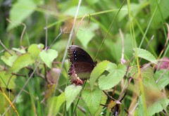 Gyrocheilus patrobas