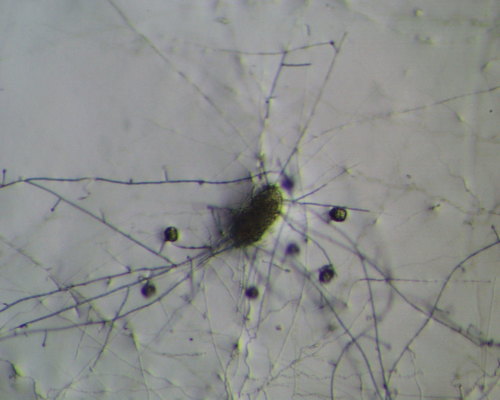Metacordyceps chlamydosporia