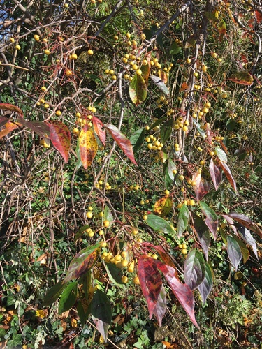 Malus hupehensis