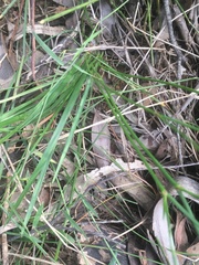 Caesia parviflora minor