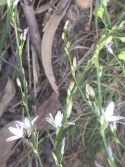 Caesia parviflora minor