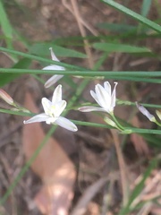 Caesia parviflora minor