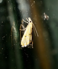 Glaucocharis auriscriptella