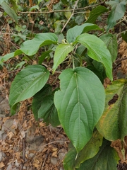 Acalypha angatensis