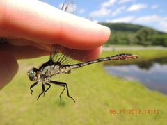 Arigomphus villosipes