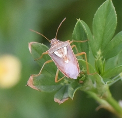 Oebalus