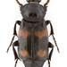 Roundneck Sexton Beetle - Photo (c) pierrickb, some rights reserved (CC BY-NC), uploaded by pierrickb