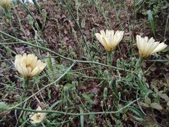 Lactuca indica