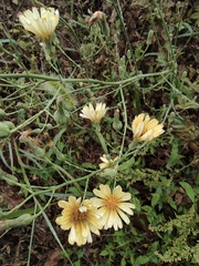 Lactuca indica