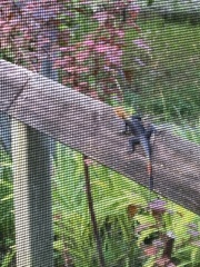 Agama picticauda image