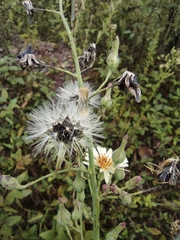 Lactuca indica