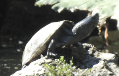 Kinosternon hirtipes