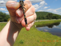 Arigomphus villosipes