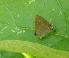 Electrostrymon endymion